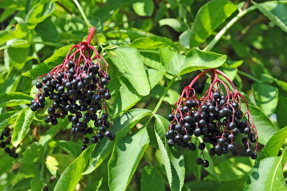 Zwei Dolden mit reifen, schwarzen Holunderbeeren hängen an einem Strauch mit grünen Blättern.